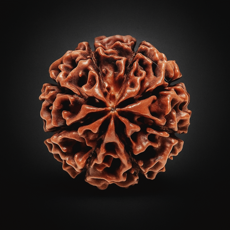 Eight mukhi rudrakash