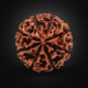 Eight mukhi rudrakash