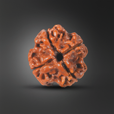 Chaar mukhi rudraksh