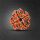 Chaar mukhi rudraksh
