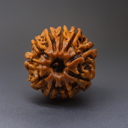 Dus mukhi rudrakash