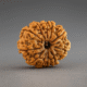 Eleven mukhi rudrakash