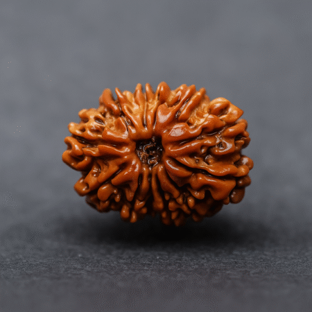 Twelve mukhi rudrakash