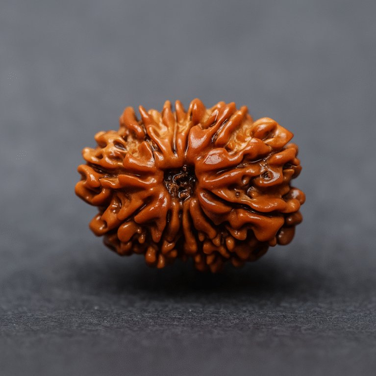 Twelve mukhi rudrakash